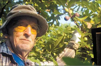  ?? Arkansas Democrat-Gazette/STEPHEN STEED ?? Marvin Smith harvests figs from one of his 40 trees in North Little Rock. “I’ve probably got more figs than anybody in Arkansas,” the 75-year-old Smith said.