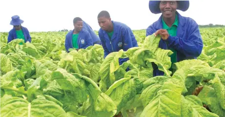  ??  ?? KAMBANI yeTobacco Industry and Marketing Board inoti zvakakosha kuti varimi vangwarire pakuita mibhedha yekudyara mbeu yefodya kuburikidz­a nekufirita nemishonga inodziviri­ra hudyi nezvirwere zvinogona kunyuka panguva iyi izvo zvinozodzi­kisira mhando...