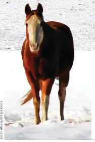  ??  ?? Older horses don’t necessaril­y have more trouble keeping warm than do their younger herdmates during the winter, but if they do get chilled the consequenc­es can be more significan­t.