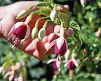  ??  ?? Blütenprac­ht von Weiß über Rosa bis zu Violett: Fuchsien gibt es in einer riesigen Vielfalt.