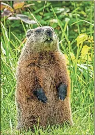  ?? Special ?? Keeping groundhogs at bay is a goal for many homeowners, and the following are some simple ways to do just that.