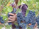  ??  ?? A worker harvests grapes in the Yarra Valley region of Greater Melbourne, Australia. CARLA GOTTGENS/BLOOMBERG VIA GETTY IMAGES