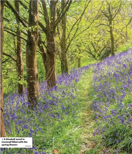  ?? Ianwool ?? > A bluebell wood in Cornwall filled with the spring flowers