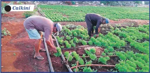  ??  ?? Calkiní Los horticulto­res lamentan la pérdida de sus cultivos pues son el único sustento para sus familia