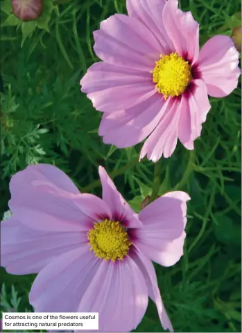  ?? ?? Cosmos is one of the flowers useful for attracting natural predators
