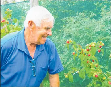  ??  ?? Stewart Couper with his bumper crop of raspberrie­s.