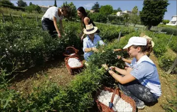  ?? (Photo Patrice Lapoirie) ?? La culture de la plante à parfum est un des quatre chapitres du dossier présenté à l’Unesco.