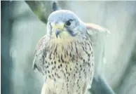  ??  ?? Beautiful Kestrels are wonderful to watch