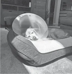  ?? ?? Tank, a Summit County therapy dog, wore a cone for two weeks after having surgery.