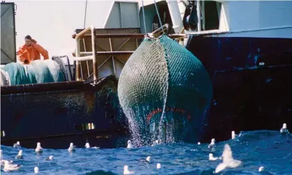  ?? Photograph: Photofusio­n/Universal Images Group/Getty Images ?? A Danish fishing vessel hauling in its nets in the North Sea. Under the agreement struck between the EU and the UK last Christmas Eve, EU fishers can continue to access UK waters as before until 30 June 2026.