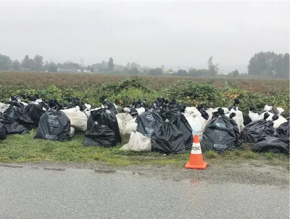  ?? — 4W’S DEMO LTD. FILES ?? Several bags of drywall and other household materials sit at the side of No. 6 road near Cambie Road in Richmond, where they were discovered on Sept. 29. They remained there until removed by a City of Richmond crew on Oct. 12.