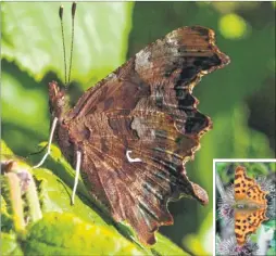  ??  ?? A comma butterfly with wings closed showing how it got its name with the white ‘C’ on its side, inset with its wings open