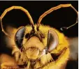  ??  ?? Das ist ein „Hängendes Langhorn“, das in Südamerika zu Hause ist. Auffallend an dieser Bienenart sind die gebogenen Antennen der Männchen. Weshalb die sich so entwickelt haben, ist Forschern noch nicht ganz klar. Sie vermuten, dass es etwas mit dem...