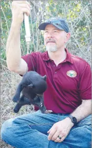  ?? Submitted photo ?? AGFC Large Carnivore Program Coordinato­r Myron Means weighs a bear cub in south Arkansas during this year's bear den visits.