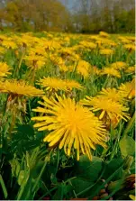  ?? ?? The yellow ‘petals’ that adorn the dandelion head are, in fact, dozens of individual florets