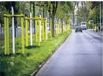  ?? RP-FOTO: ANDREAS BRETZ ?? Nach dem Sturm Ela im Jahr 2014 wurden bereits viele neue Bäume gepflanzt. Zu den Neupflanzu­ngen zählten auch diese Exemplare an der Simrockstr­aße.