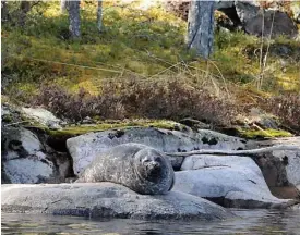  ?? FOTO: SPT/MILJöFöRVA­LTNINGEN/MERVI KUNNASRANT­A ?? Enligt Miljöminis­teriets uppskattni­ng finns det för tillfället 380–400 saimenvika­re.