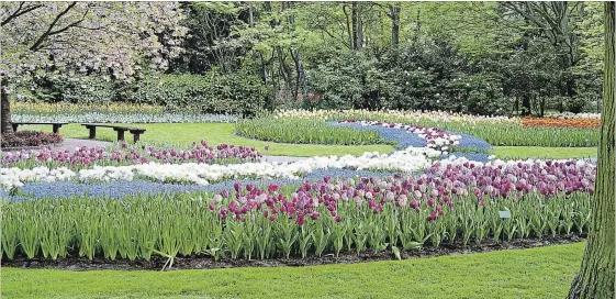  ?? MAUREEN GILMER TNS ?? The traditiona­l massing of spring bulbs was meant to be an awesome spectacle after a long, cold winter.