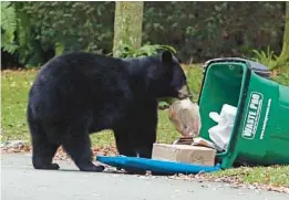  ?? RED HUBER/ORLANDO SENTINEL ?? A Florida Black Bear raids an overturned garbage can in a Seminole County neighborho­od.