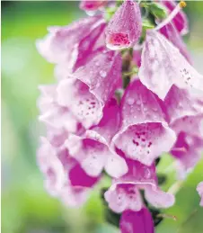  ?? JOHN KELLY/THE WASHINGTON POST ?? Biennials — like beautiful, bell-shaped pink and purple foxgloves — need two years before they start flowering. However, once the blossoms are gone, the plants wither and die.