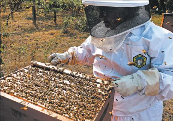  ?? DEAN FOSDICK/AP 2015 ?? A beekeeper checks her hive boxes for production and ensures that the queen is still healthy and laying eggs for the next generation of workers.