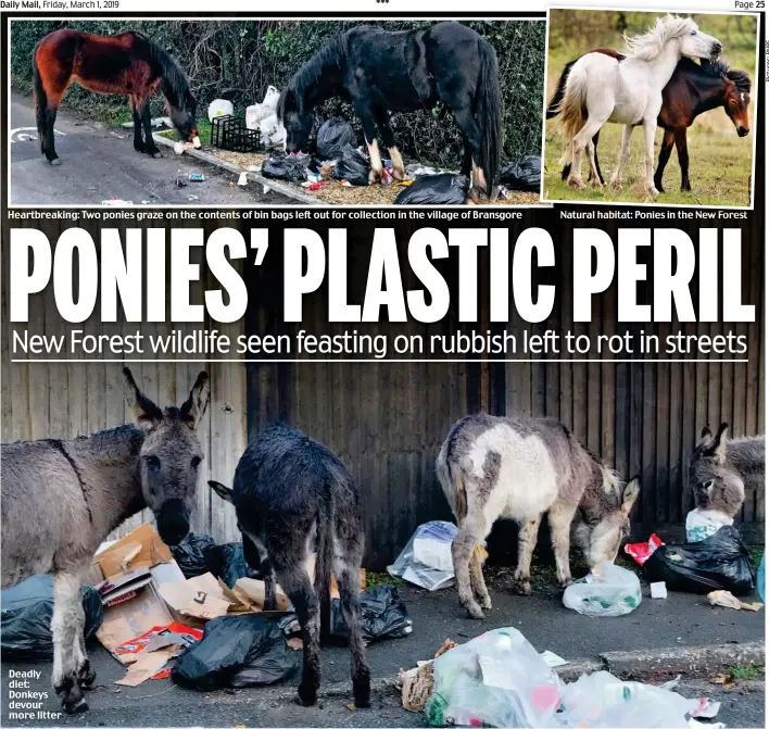  ??  ?? Heartbreak­ing: Two ponies graze on the contents of bin bags left out for collection in the village of Bransgore Deadly diet: Donkeys devour more litter Natural habitat: Ponies in the New Forest