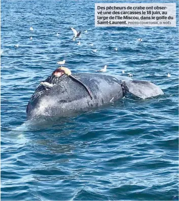  ?? PHOTO COURTOISIE, D. NOËL ?? Des pêcheurs de crabe ont obser- vé une des carcasses le 18 juin, au large de l’île Miscou, dans le golfe du Saint-laurent.