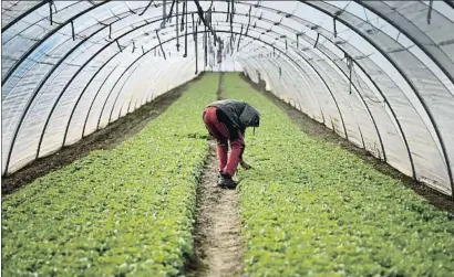  ?? DANIEL ROLAND / AFP ?? Un agricultor en un invernader­o de lechugas, ayer en Dossenheim, cerca de Heidelberg (Alemania)