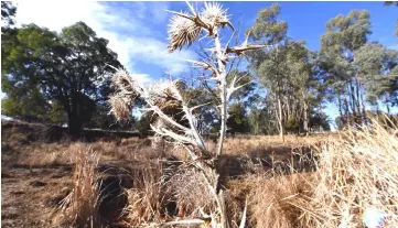  ??  ?? A dried stream in the drought-hit area of Duri in New South Wales.