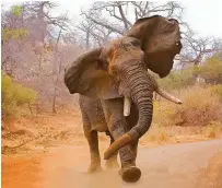  ??  ?? BIG FIVE: Wild animals like elephants could be hazardous to humans as they tend to be unpredicta­ble when confronted