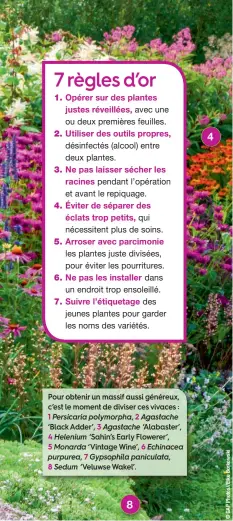  ??  ?? Pour obtenir un massif aussi généreux, c’est le moment de diviser ces vivaces : 1 Persicaria polymorpha, 2 Agastache ‘Black Adder’, 3 Agastache ‘Alabaster’, 4 Helenium ‘Sahin’s Early Flowerer’, 5 Monarda ‘Vintage Wine’, 6 Echinacea purpurea, 7 Gypsophila paniculata, 8 Sedum ‘Veluwse Wakel’.