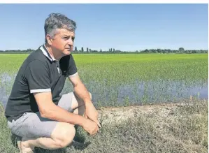  ?? FOTO: JULIUS MÜLLER-MEININGEN ?? Landwirt Giancarlo Canella macht sich Sorgen um sein Feld im Po-delta. Der Reis, den er dort anbaut, braucht viel Süßwasser.