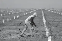  ?? GARY CORONADO/LOS ANGELES TIMES ?? A worker sets up irrigation lines to water almond tree rootstocks along Road 36 in Tulare.