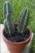  ??  ?? The columnar Cereus peruvianus has tiny spines along its ridges. – Photo by Dragonglow