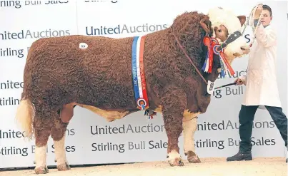  ?? Picture: Ron Stephen. ?? Islavale Gambler, from Stewart Stronach, Berryleys Farm, Grange, was senior champion Simmental bull at Stirling Bull Sales.