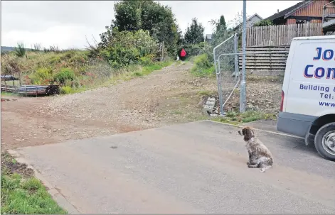  ?? 01_B40road01 ?? Even a dog is confused by Brodick’s ‘road to nowhere’ sometimes known as Springbank Way.