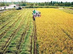  ??  ?? With the approach of harvest season, farmers at Jiading’s Jiabei Country Park have begun to reap the park’s 4,500 of rice. This year, yield of the early rice is expected to reach 450 kilograms, 50 more than last year’s harvest. Visitors to the park can buy the rice for 16 yuan (US$2.3) per kilogram. — Qin Yichao