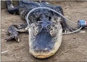  ?? NEW YORK CITY DEPARTMENT OF PARKS AND RECREATION VIA NY TIMES ?? An emaciated, lethargic female alligator named Godzilla was found Sunday in Brooklyn's Prospect Park Lake.