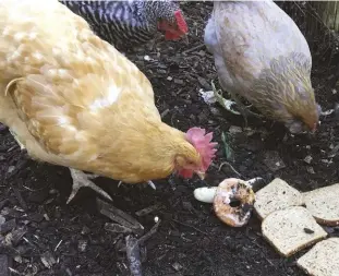  ??  ?? New (but stale) food items give chickens lots to discuss.