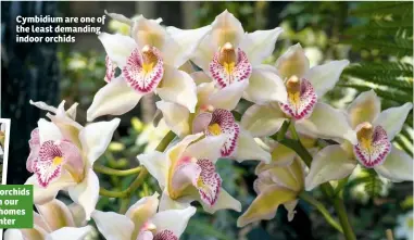  ??  ?? Cymbidium are one of the least demanding indoor orchids