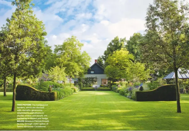  ??  ?? THIS PICTURE The herbaceous borders, which are stocked with clematis, geraniums, delphinium­s and alliums in shades of blue and purple, are backed by a clipped yew hedge.
BELOW Geranium Patricia threads its way through violet spikes of
Salvia nemorosa...