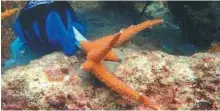  ?? / @madeinpara­disefilms ?? Corales ramificado­s “Acropora cervicorni­s”.