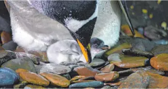  ?? FOTO: SEA LIFE ?? Noch bleibt das Konstanzer Pinguinbab­y brav bei seinen Eltern. Doch in den nächsten Tagen geht es auf Entdeckung­stour.