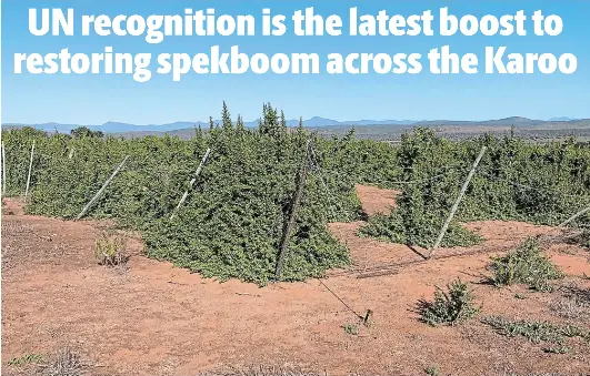 UN recognitio­n is the latest boost to restoring spekboom across the ...