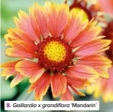  ??  ?? 8. Gaillardia x grandiflor­a ‘Mandarin’