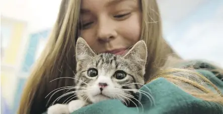  ?? DAVID BLOOM ?? Celine Sauze visits a kitten in the adoption area of the Edmonton Humane Society.