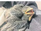  ?? ARCHIVFOTO: WILDVOGELR­ETTUNG ?? Wer Jungvögel findet, sollte den telefonisc­hen Rat von Experten einholen, so der Nabu.