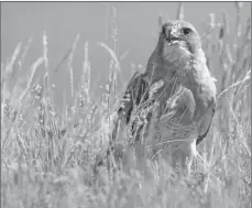  ?? Photo courtesy of Nature Conservanc­y of Canada ?? A Swainson's hawk on the Zen-Ridge property.