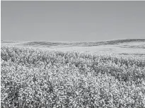  ?? REUTERS ?? Western Canadian canola fields are seen in full bloom before they will be harvested later this summer in rural Alberta, Canada July 23, 2019.