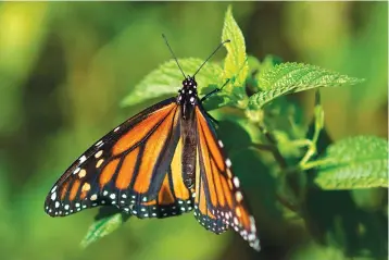  ?? Associated Press, File ?? ■ A monarch butterfly rests on a plant July 29 at Abbott’s Mill Nature Center in Milford, Del. Already at risk of extinction, the monarch butterflie­s that flutter through Texas on their way to Central Mexico face yet another formidable predator: deadly traffic. Millions of monarchs die on the state’s highways as they collide with vehicles while flying low.